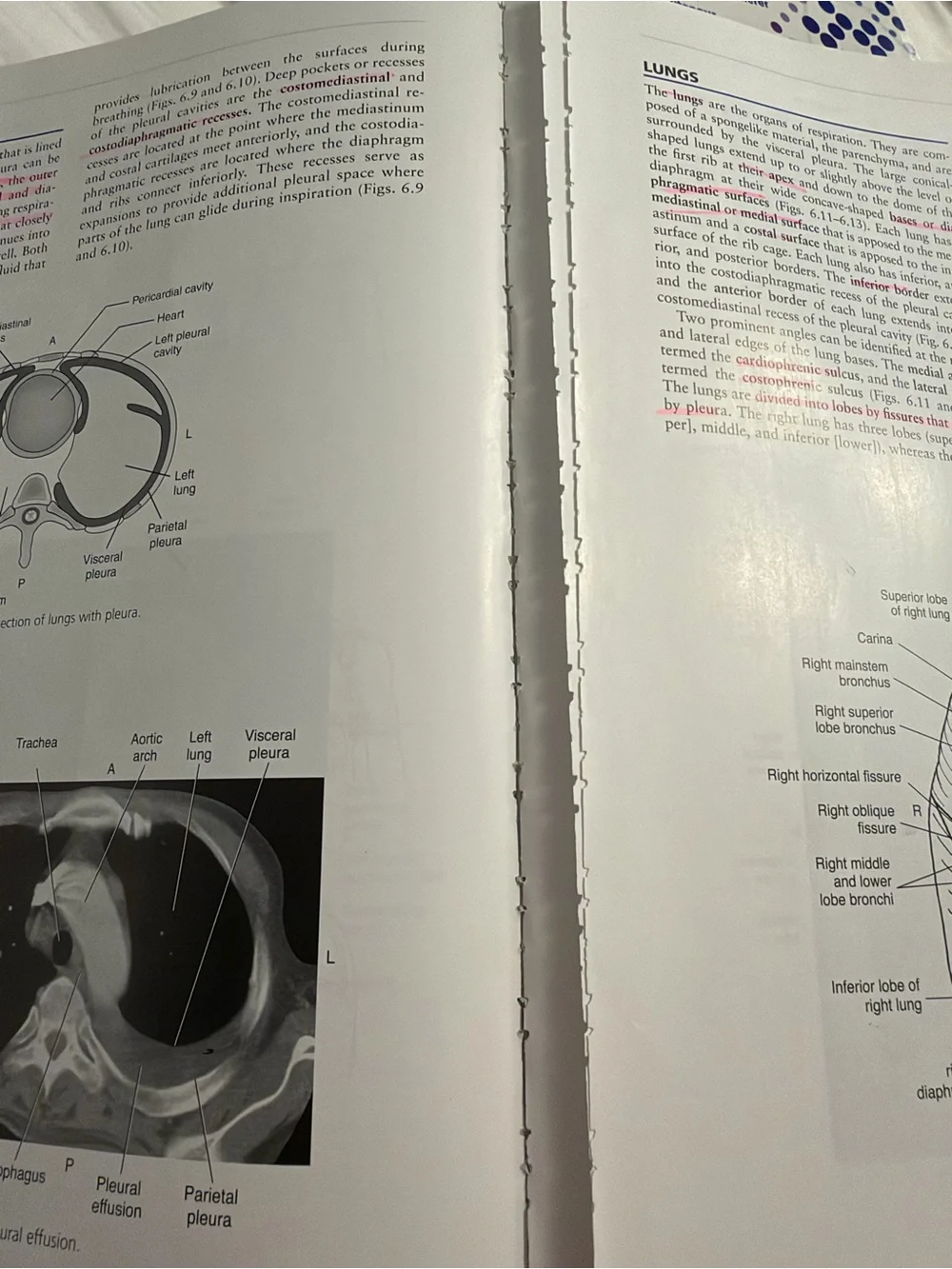 Sectional Anatomy for imaging professionals - Fourth Edition
